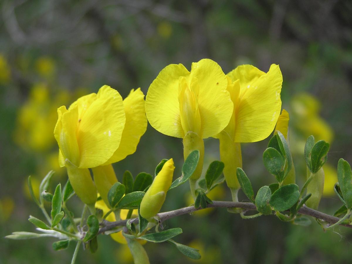 chamaecytisus_ruthenicus_flowers_big.jpg