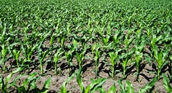 Фахівці UKRAVIT поділились порадами у гербіцидному захисті кукурудзи, соняшника і сорго Рис.1