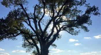 У США вчені створили дерева які очищають повітря Рис.1