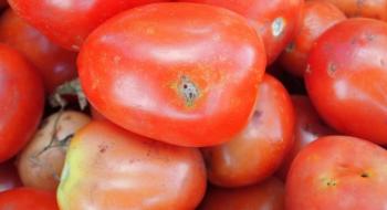 З турецькими томатами до України завезли небезпечного карантинного шкідника Рис.1