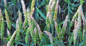 Фузаріоз загрожує врожаям зернових на Волині Рис.1
