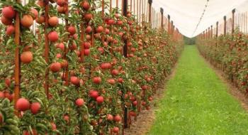 На Миколаївщині вирощують саджанці, які дають 60 тонн яблук з гектара Рис.1