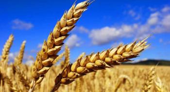 Жнива-2019: В Україні зібрано понад 15 млн тонн ранніх зернових культур Рис.1