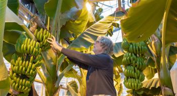 Нідерландські вчені протестували вирощування бананів в теплицях Рис.1