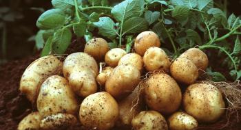 Картопля в Україні продовжує бити цінові рекорди Рис.1