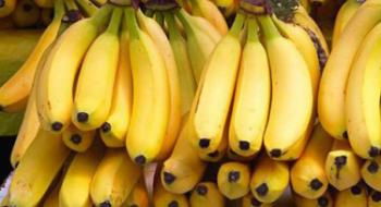 На Кіровоградщині зібрали перший урожай бананів Рис.1