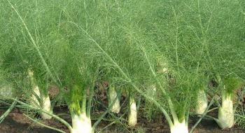 Аграріям розповіли про особливості вирощування фенхелю Рис.1