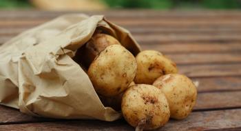 У 2019 році Україна збільшила імпорт картоплі у 43 рази Рис.1
