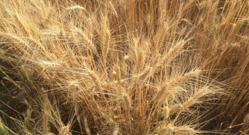 Дослідники розробили нову технологію скринінгу пшениці на стресостійкість Рис.1