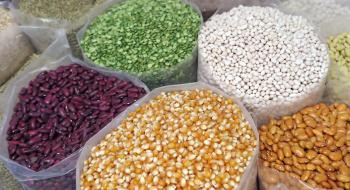 В Україні вдосконалять Порядок проведення сертифікації насіння та садивного матеріалу Рис.1