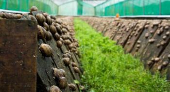 В Україні за 5 років створено 200 равликових ферм Рис.1