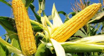 Ціни на кукурудзу нового врожаю продовжують опускатися Рис.1