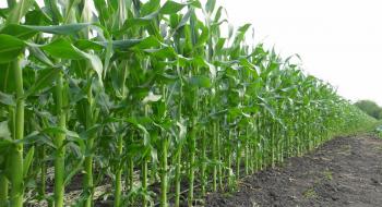 Вчені провели дослідження на фітотоксичність сумішей гербіцидів для кукурудзи Рис.1