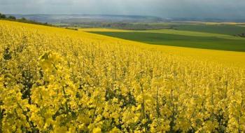 Урожай ріпаку в Україні знизиться, ціни на нього виростуть, - експерт Рис.1