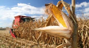 Полтавщина збере майже на 30% менше кукурудзи Рис.1