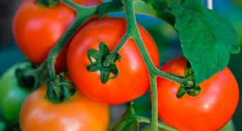 В Україні продовжують дорожчати помідори Рис.1