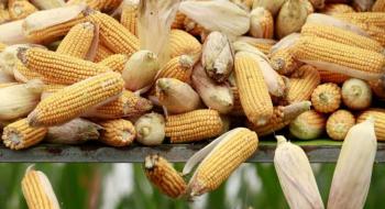 В Україні зафіксовані рекордні ціни на кукурудзу за останні 6 років Рис.1