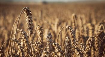 Австралійцями створено новий високоврожайний сорт пшениці Рис.1