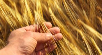 Дослідники вивели пшеницю з великими зернами Рис.1