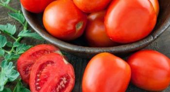 Названо найурожайніші гібриди томатів для Західного Лісостепу Рис.1