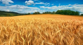 Оприлюднено, чому гривнева ціна на українську пшеницю пішла вгору Рис.1