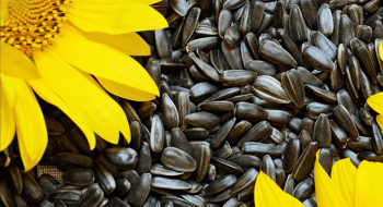 В Україні  знижуються  ціни на насіння соняшнику Рис.1