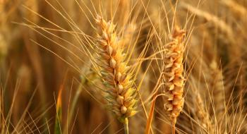 Стало відомо, як змінилися ціни на пшеницю в Україні Рис.1