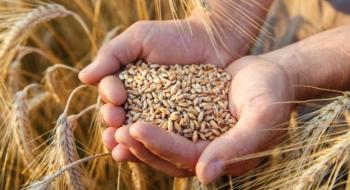 Вартість української пшениці  перевищила 6-річний максимум Рис.1