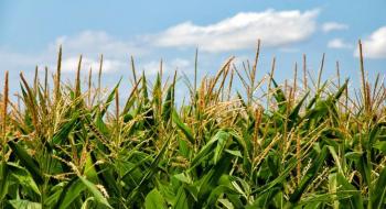 Вчені розкрили секрет кукурудзяного супер-фотосинтезу  Рис.1
