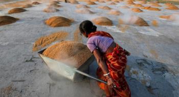 В цьому році в Індії очікується рекордний урожай пшениці і рису  Рис.1
