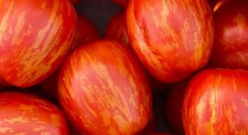 Вченим вдалося значно поліпшити якість помідорів чері Рис.1