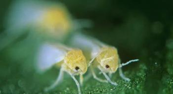 Комахи-шкідники "вкрали" ген у рослин, щоб захиститися від їх токсинів Рис.1