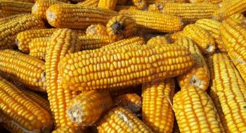На експорт пішло 14 млн т кукурудзи Рис.1