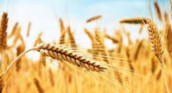 Прогнози виробництва та споживання пшениці у звіті USDA підвищили до рекордних рівнів Рис.1