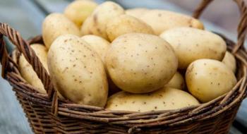 В Україні знизилися ціни на картоплю Рис.1