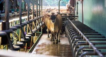 Створена добавка для коров'ячого корму, яка знизить викиди метану і допоможе заробити фермерам Рис.1