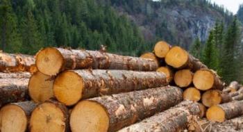 Мінекономіки хоче скасувати мораторій на експорт необробленої деревини Рис.1