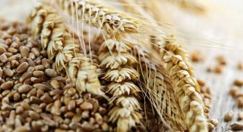 Експорт чорноморської пшениці у сезоні 2021/22 років може стати рекордним Рис.1