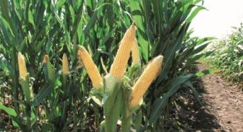 На Черкащині очікують врожайність кукурудзи до 80 ц / га Рис.1