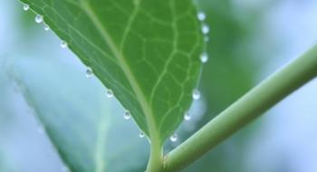 В США впроваджується інноваційний метод тестування рослин Рис.1