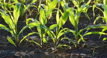 Дослідники визначили ген, який регулює кут росту коренів кукурудзи Рис.1
