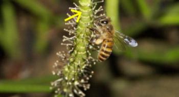 Китайські бджоли вкрали пилок голонасінної рослини і знизили ефективність її запилення Рис.1