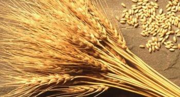 Закупівельна ціна на пшеницю на тендері в Єгипті знову виросла Рис.1