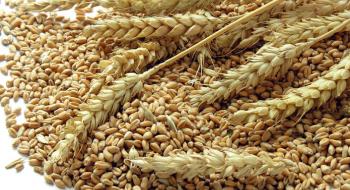 Експорт українського зерна наближається до 11 млн т Рис.1