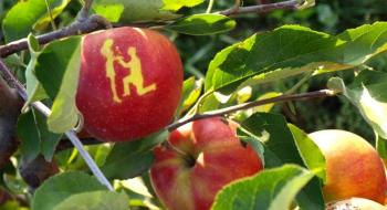 Садівники Дніпропетровщини вирощують яблука з написами Рис.1