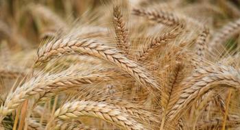 В Євросоюзі зроблять перший крок до вирішення виробництва ГМО-рослин Рис.1