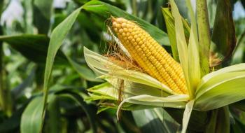 Закупівельні ціни на кукурудзу опускаються під тиском нового врожаю Рис.1