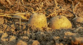 Швейцарія переходить на стратегію ранньої посадки картоплі в 2022 році Рис.1