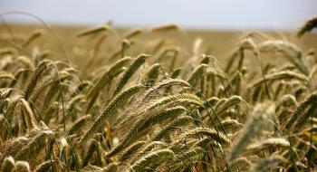 В портах України закупівельні ціни на пшеницю перетнули рівень 10000 грн/т Рис.1