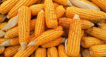 Закупівельні ціни на кукурудзу в Україні втратили за кілька днів 10$/т та продовжують знижуватися Рис.1